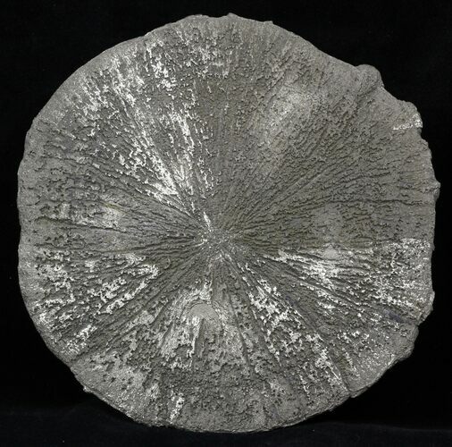 Large Pyrite Sun - Illinois #31169